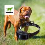 DogWatch