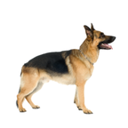 Large Dogs