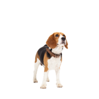 Small Dogs