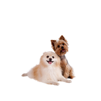 Tiny Dogs