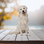 Large Dog Fence