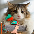 Cat Toys