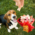 Dog Treats